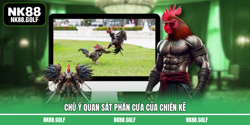 Chú ý quan sát phần cựa của chiến kê