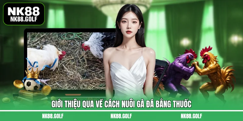 Giới thiệu qua về cách nuôi gà đá bằng thuốc