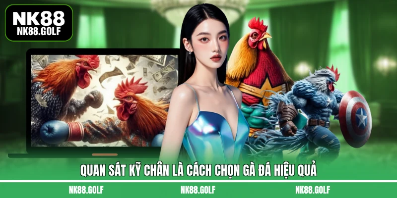 Quan sát kỹ chân là cách chọn gà đá hiệu quả